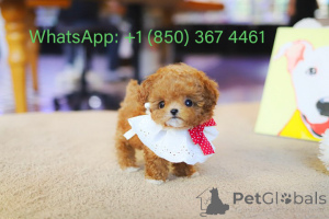 Photo №2 to announcement № 153182 for the sale of poodle (toy) - buy in United States breeder