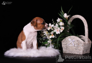Photo №4. I will sell american staffordshire terrier in the city of Odessa. from nursery - price - 1219$