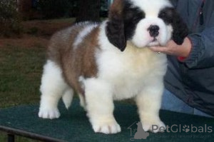 Photo №1. st. bernard - for sale in the city of Prague | negotiated | Announcement № 170746