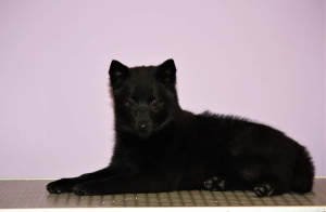 Additional photos: Schipperke puppies