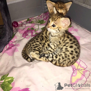Photo №4. I will sell savannah cat in the city of Saarbrücken. private announcement - price - 355$