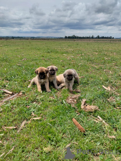 Photo №1. anatolian shepherd - for sale in the city of Bad Homburg Vor Der Höhe | negotiated | Announcement № 166357