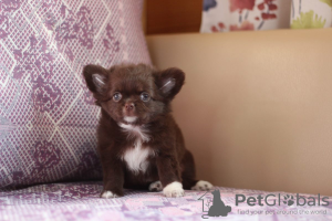 Photo №1. chihuahua - for sale in the city of St. Petersburg | 325$ | Announcement № 95026