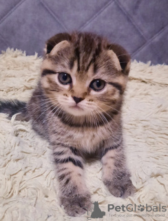 Photo №1. scottish fold - for sale in the city of Minsk | 57$ | Announcement № 58776