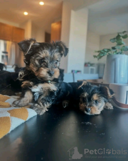 Photo №2 to announcement № 132054 for the sale of yorkshire terrier - buy in Slovakia breeder