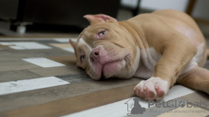 Photo №1. american bully - for sale in the city of Dolgoprudny | 1479$ | Announcement № 68954