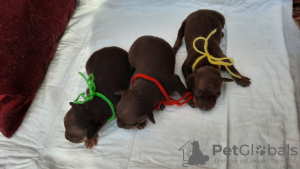 Additional photos: Toy terrier puppies