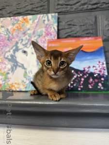 Photo №1. abyssinian cat - for sale in the city of Minsk | 600$ | Announcement № 158583