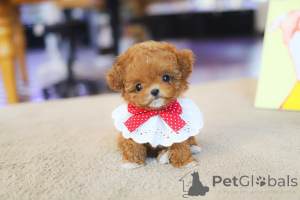Photo №1. poodle (royal) - for sale in the city of Sydney Olympic Park | negotiated | Announcement № 160377