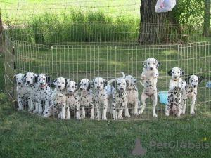 Photo №1. dalmatian dog - for sale in the city of New Orleans | 400$ | Announcement № 129532