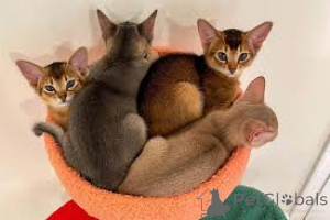 Photo №2 to announcement № 172707 for the sale of abyssinian cat - buy in Belgium private announcement, breeder