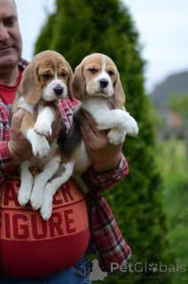 Photo №3. Beagle puppies. Belarus