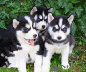 Photo №1. non-pedigree dogs - for sale in the city of Москва | Is free | Announcement № 11583
