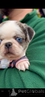 Photo №3.  Blue Merle Panda Pug with Blue Eye Rare & Stunning! . Serbia