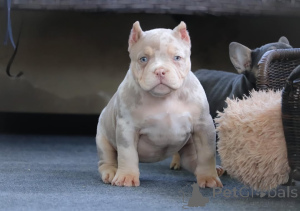 Photo №2 to announcement № 147466 for the sale of american bully - buy in Germany private announcement
