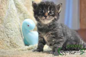 Photo №2 to announcement № 8497 for the sale of maine coon - buy in Russian Federation private announcement, from nursery, breeder
