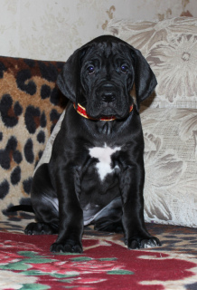 Photo №2 to announcement № 3997 for the sale of great dane - buy in Russian Federation from nursery