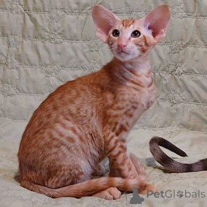 Photo №1. oriental shorthair - for sale in the city of Dusseldorf | 250$ | Announcement № 155512