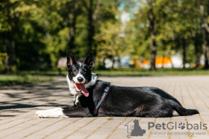 Photo №1. non-pedigree dogs - for sale in the city of Москва | Is free | Announcement № 104337