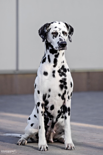 Additional photos: Cool Dalmatian puppies from Sweden