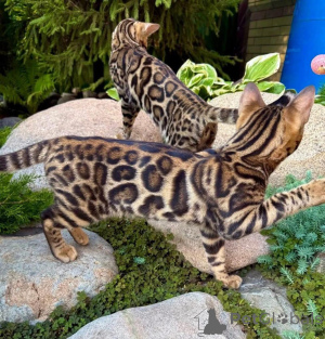 Photo №1. bengal cat - for sale in the city of Kiruna | 706$ | Announcement № 153257