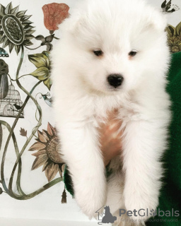 Photo №1. samoyed dog - for sale in the city of Katowice | 423$ | Announcement № 43035
