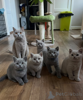 Photo №1. british shorthair - for sale in the city of Vamdrup | 413$ | Announcement № 176515