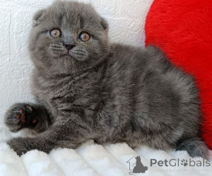 Photo №1. scottish fold - for sale in the city of Badgastein | 361$ | Announcement № 171168