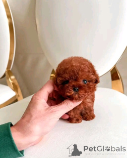 Photo №3. Zwergpudel Welpen zur Adoption. Germany