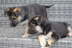 Photo №1. german shepherd - for sale in the city of North Charleston | 340$ | Announcement № 127719