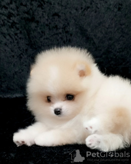 Photo №1. pomeranian - for sale in the city of Балыкесир | negotiated | Announcement № 125012