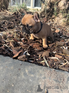 Photo №3. French bulldog puppy giving in. France