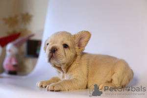 Additional photos: Lovely French bulldog puppies