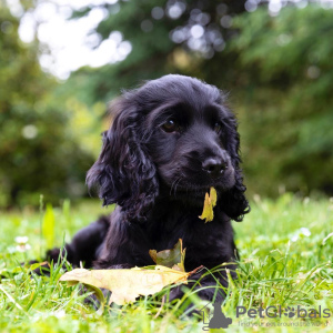 Photo №1. american cocker spaniel - for sale in the city of Region Hannover | Is free | Announcement № 105438
