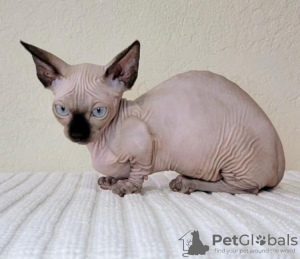 Photo №2 to announcement № 89677 for the sale of sphynx cat - buy in Germany private announcement