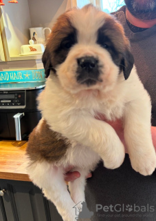 Photo №2 to announcement № 132690 for the sale of whippet - buy in United Kingdom private announcement