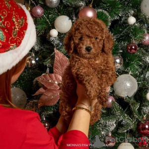 Photo №3. Red Toy Poodles and Miniature Poodles. Serbia