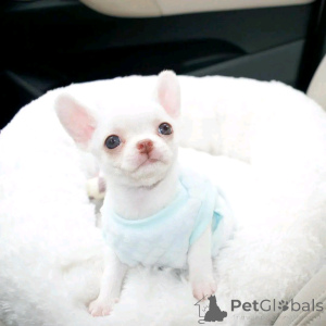 Photo №3. Chihuahua PuppiesWhatsapp 12295825241. Finland