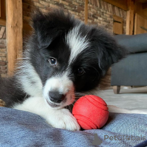 Photo №1. border collie - for sale in the city of Tallinn | 423$ | Announcement № 80551