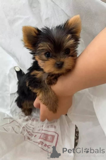 Photo №1. yorkshire terrier - for sale in the city of Helsinki | 516$ | Announcement № 165777