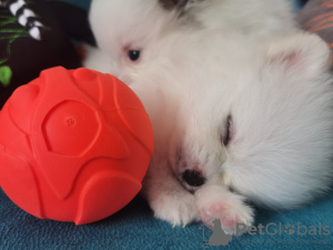 Photo №2 to announcement № 39648 for the sale of german spitz - buy in Georgia private announcement