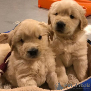 Photo №1. golden retriever - for sale in the city of Амстердам | 426$ | Announcement № 13820