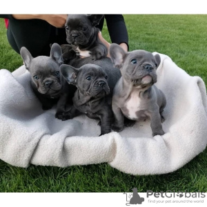 Photo №1. french bulldog - for sale in the city of Мальмё | 359$ | Announcement № 123884