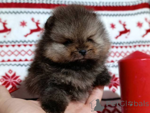 Photo №2 to announcement № 161045 for the sale of pomeranian - buy in Serbia 
