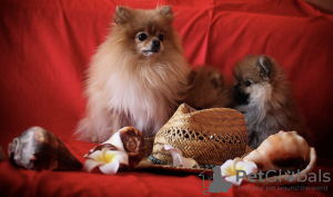Additional photos: FOR SALE. Exclusive 100% Zwergspitz Pomeranian Puppies (two males)