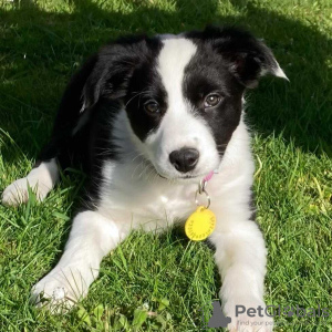 Photo №1. border collie - for sale in the city of Франкфурт | 338$ | Announcement № 78856