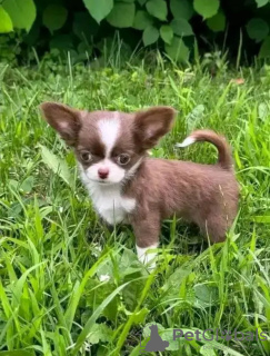 Photo №3. Toilet trained chihuahua. Netherlands