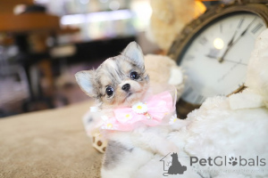 Photo №1. chihuahua - for sale in the city of Alaska | negotiated | Announcement № 152449