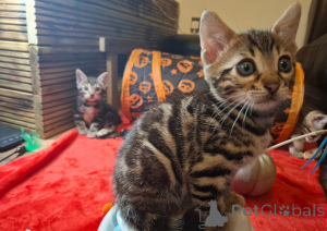 Photo №1. bengal cat - for sale in the city of Helsinki | 568$ | Announcement № 164369