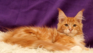 Photo №4. I will sell maine coon in the city of St. Petersburg. from nursery, breeder - price - negotiated